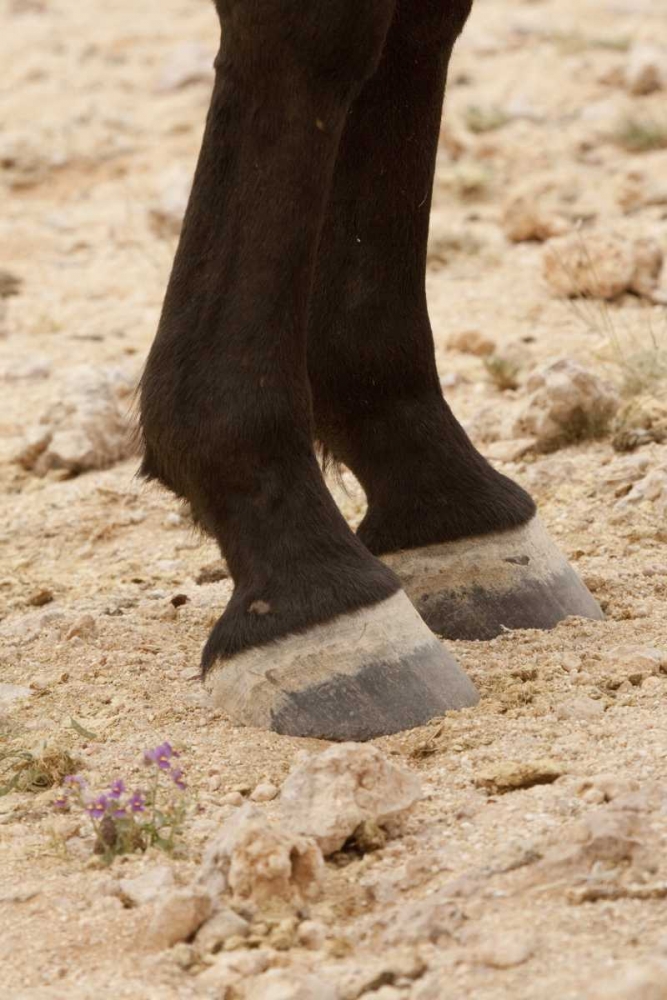 Namibia, Aus Close-up of wild horse hooves art print by Wendy Kaveney for $57.95 CAD